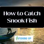 How to Catch Snook Fish
