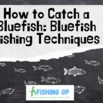 How to Catch a Bluefish Bluefish Fishing Techniques