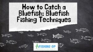 Bluefish Fishing: How to Catch a Bluefish